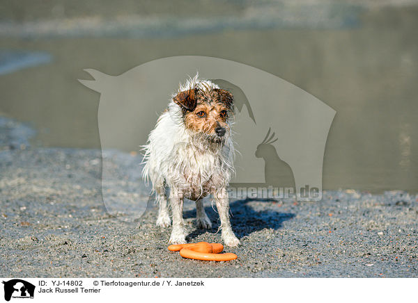 Jack Russell Terrier / Jack Russell Terrier / YJ-14802