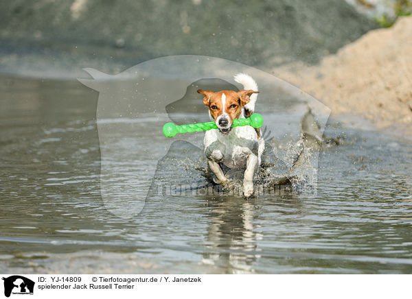 spielender Jack Russell Terrier / playing Jack Russell Terrier / YJ-14809