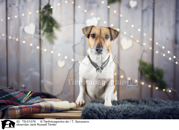 sitzender Jack Russell Terrier / sitting Jack Russell Terrier / TS-01076