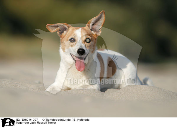 liegender Jack Russell Terrier / lying Jack Russell Terrier / EHO-01097