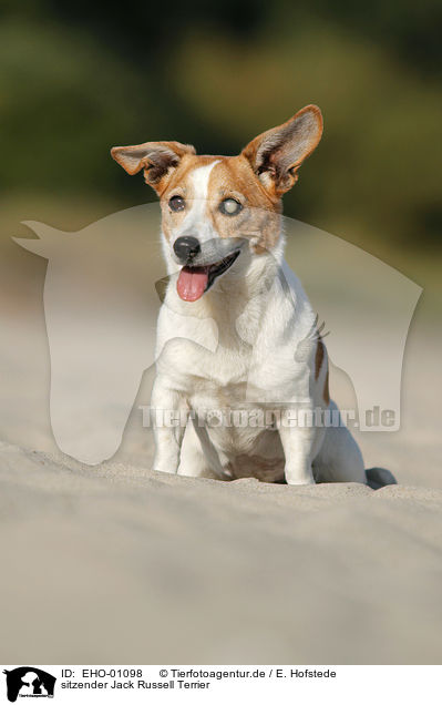 sitzender Jack Russell Terrier / sitting Jack Russell Terrier / EHO-01098
