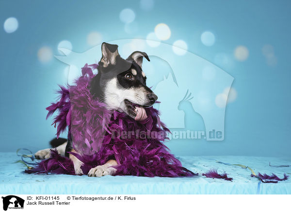Jack Russell Terrier / Jack Russell Terrier / KFI-01145