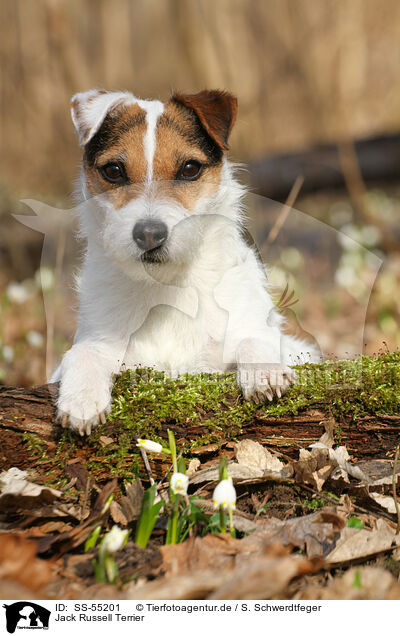 Jack Russell Terrier / Jack Russell Terrier / SS-55201
