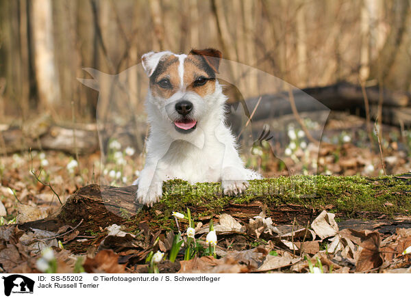 Jack Russell Terrier / Jack Russell Terrier / SS-55202
