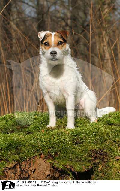 sitzender Jack Russell Terrier / sitting Jack Russell Terrier / SS-55221