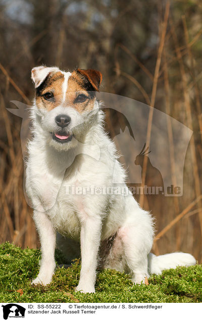 sitzender Jack Russell Terrier / sitting Jack Russell Terrier / SS-55222