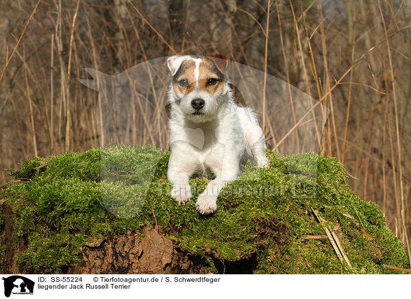 liegender Jack Russell Terrier / lying Jack Russell Terrier / SS-55224
