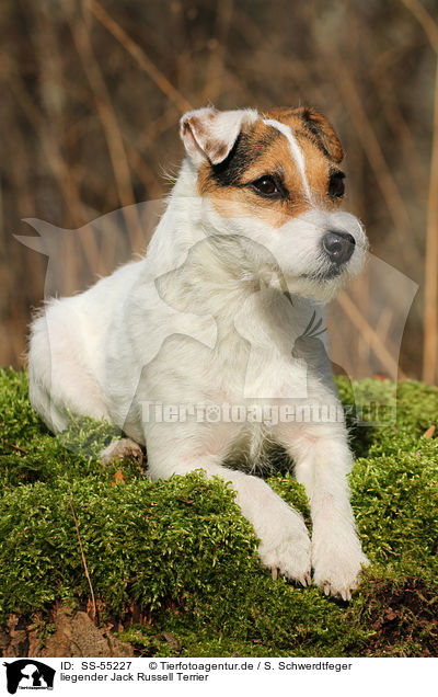 liegender Jack Russell Terrier / lying Jack Russell Terrier / SS-55227