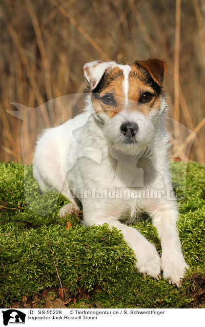 liegender Jack Russell Terrier / lying Jack Russell Terrier / SS-55228