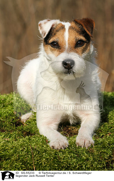 liegender Jack Russell Terrier / lying Jack Russell Terrier / SS-55233
