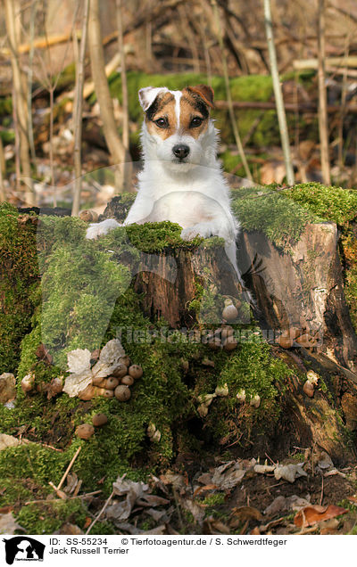Jack Russell Terrier / Jack Russell Terrier / SS-55234