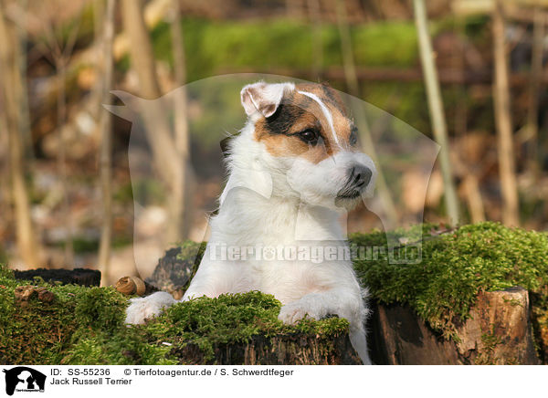 Jack Russell Terrier / Jack Russell Terrier / SS-55236