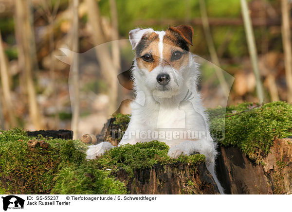Jack Russell Terrier / Jack Russell Terrier / SS-55237