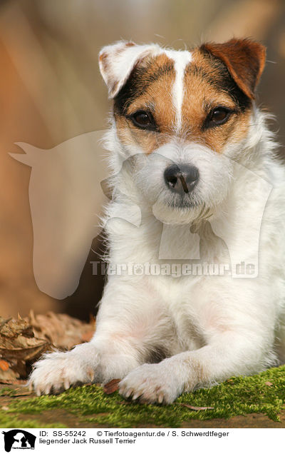 liegender Jack Russell Terrier / lying Jack Russell Terrier / SS-55242
