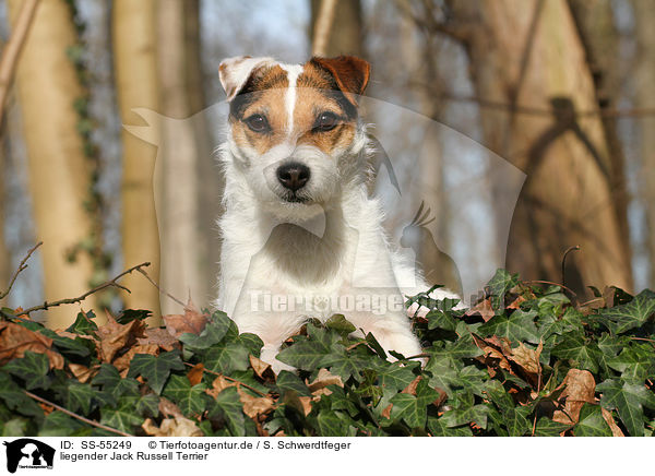liegender Jack Russell Terrier / lying Jack Russell Terrier / SS-55249