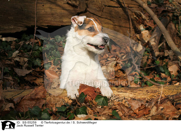 Jack Russell Terrier / Jack Russell Terrier / SS-55259