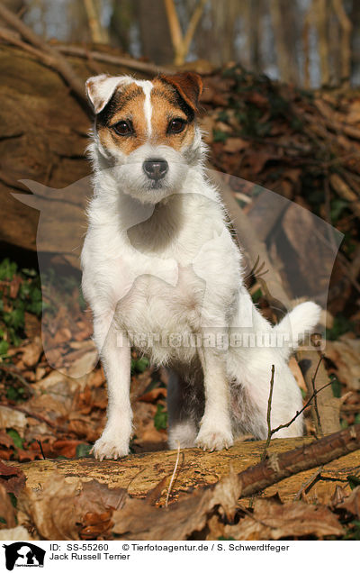 Jack Russell Terrier / Jack Russell Terrier / SS-55260