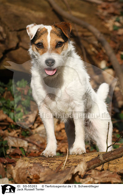 Jack Russell Terrier / Jack Russell Terrier / SS-55263