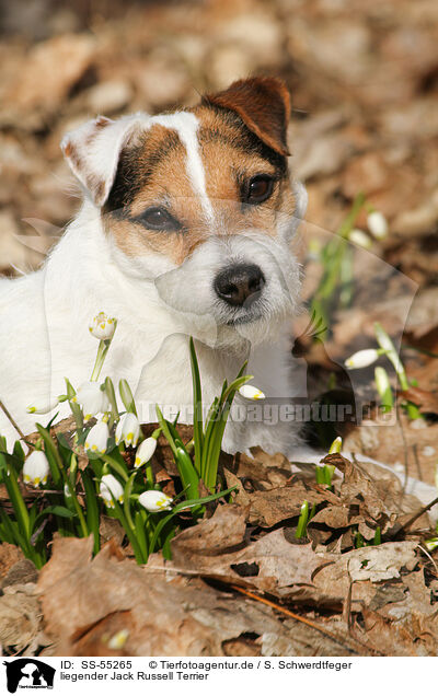 liegender Jack Russell Terrier / lying Jack Russell Terrier / SS-55265