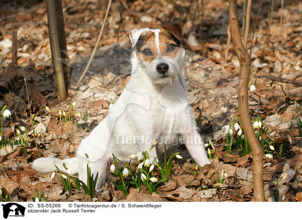 sitzender Jack Russell Terrier / sitting Jack Russell Terrier / SS-55266