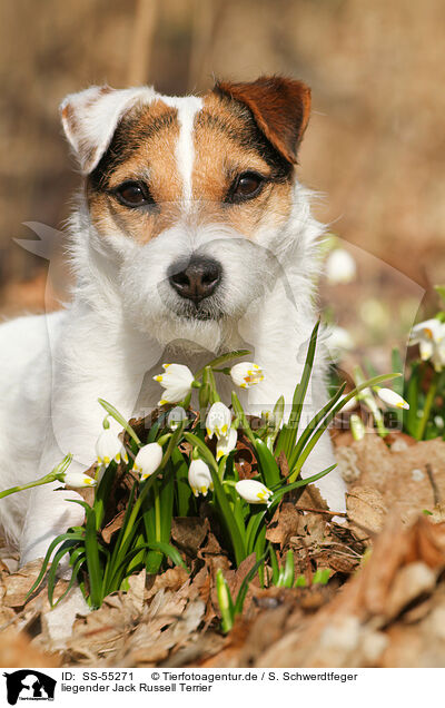 liegender Jack Russell Terrier / lying Jack Russell Terrier / SS-55271