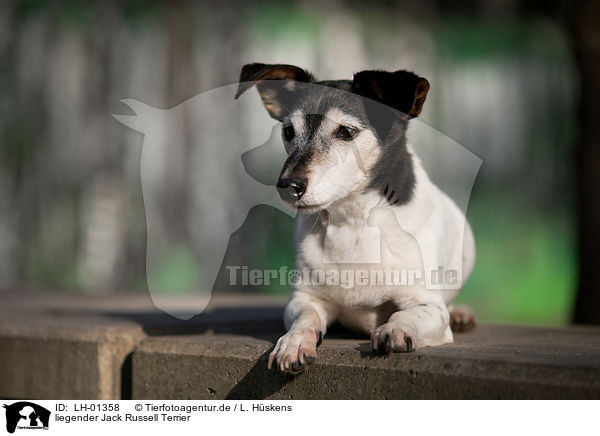 liegender Jack Russell Terrier / lying Jack Russell Terrier / LH-01358