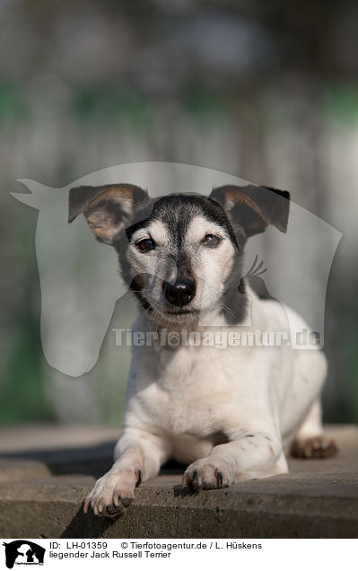 liegender Jack Russell Terrier / lying Jack Russell Terrier / LH-01359