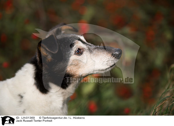 Jack Russell Terrier Portrait / Jack Russell Terrier portait / LH-01369