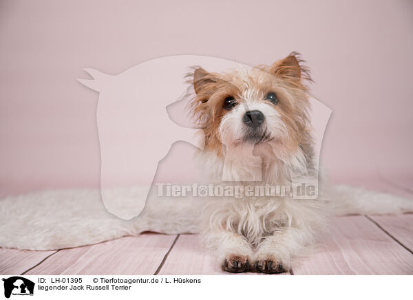 liegender Jack Russell Terrier / lying Jack Russell Terrier / LH-01395
