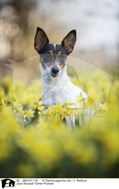 Jack Russell Terrier Portrait / JRO-01118