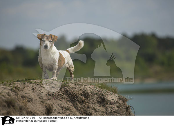 stehender Jack Russell Terrier / standing Jack Russell Terrier / SK-01016