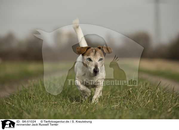 rennender Jack Russell Terrier / running Jack Russell Terrier / SK-01024