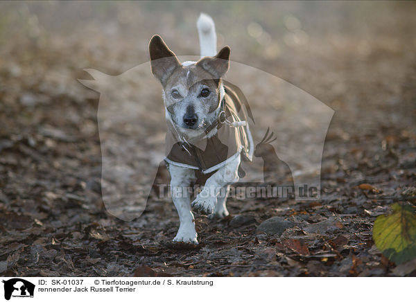 rennender Jack Russell Terrier / running Jack Russell Terrier / SK-01037