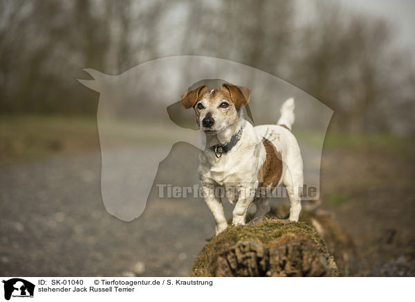 stehender Jack Russell Terrier / standing Jack Russell Terrier / SK-01040