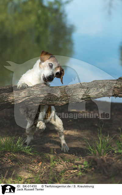 Jack Russell Terrier / SK-01450