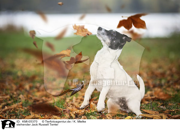 stehender Jack Russell Terrier / standing Jack Russell Terrier / KMI-05370