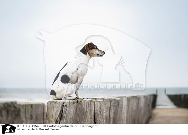 sitzender Jack Russell Terrier / sitting Jack Russell Terrier / SIB-01154