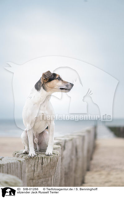 sitzender Jack Russell Terrier / sitting Jack Russell Terrier / SIB-01266