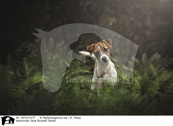 stehender Jack Russell Terrier / standing Jack Russell Terrier / KFI-01277