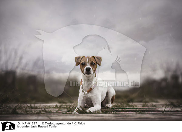 liegender Jack Russell Terrier / lying Jack Russell Terrier / KFI-01287