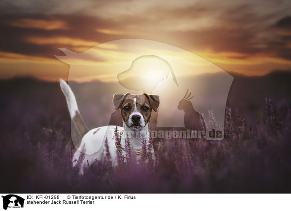 stehender Jack Russell Terrier / standing Jack Russell Terrier / KFI-01298