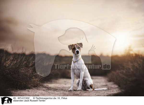 sitzender Jack Russell Terrier / sitting Jack Russell Terrier / KFI-01302