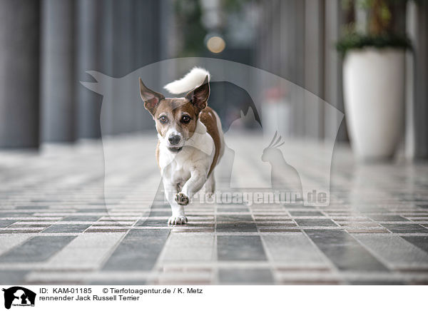 rennender Jack Russell Terrier / running Jack Russell Terrier / KAM-01185