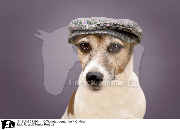 Jack Russell Terrier Portrait / Jack Russell Terrier portrait / KAM-01190