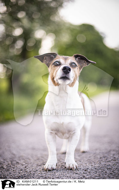stehender Jack Russell Terrier / standing Jack Russell Terrier / KAM-01211