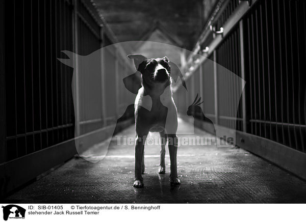 stehender Jack Russell Terrier / standing Jack Russell Terrier / SIB-01405