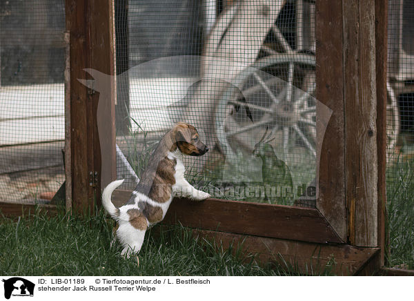 stehender Jack Russell Terrier Welpe / standing Jack Russell Terrier Puppy / LIB-01189
