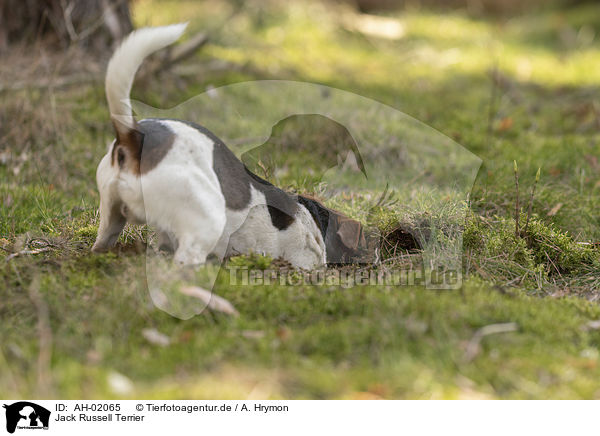 Jack Russell Terrier / AH-02065