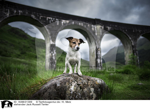stehender Jack Russell Terrier / standing Jack Russell Terrier / KAM-01389