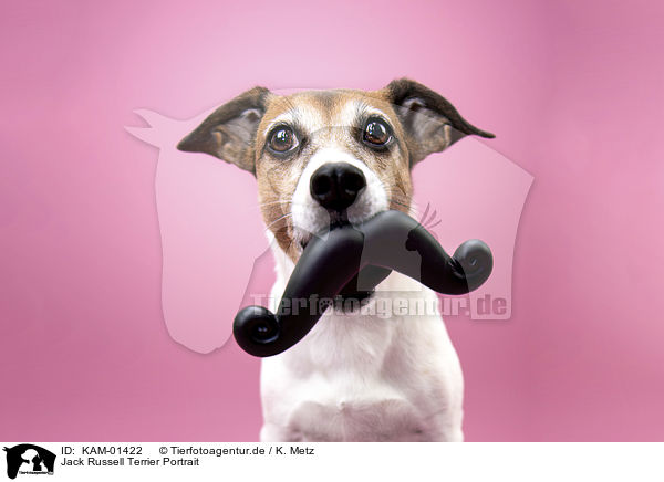Jack Russell Terrier Portrait / Jack Russell Terrier portrait / KAM-01422
